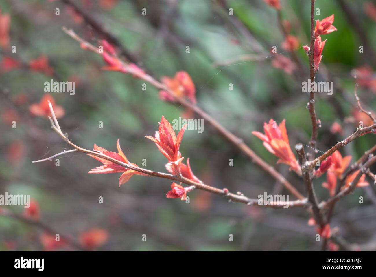 Japanischer Spirea Firelight geht auf den Ast. Frühling und erste Blätter Stockfoto