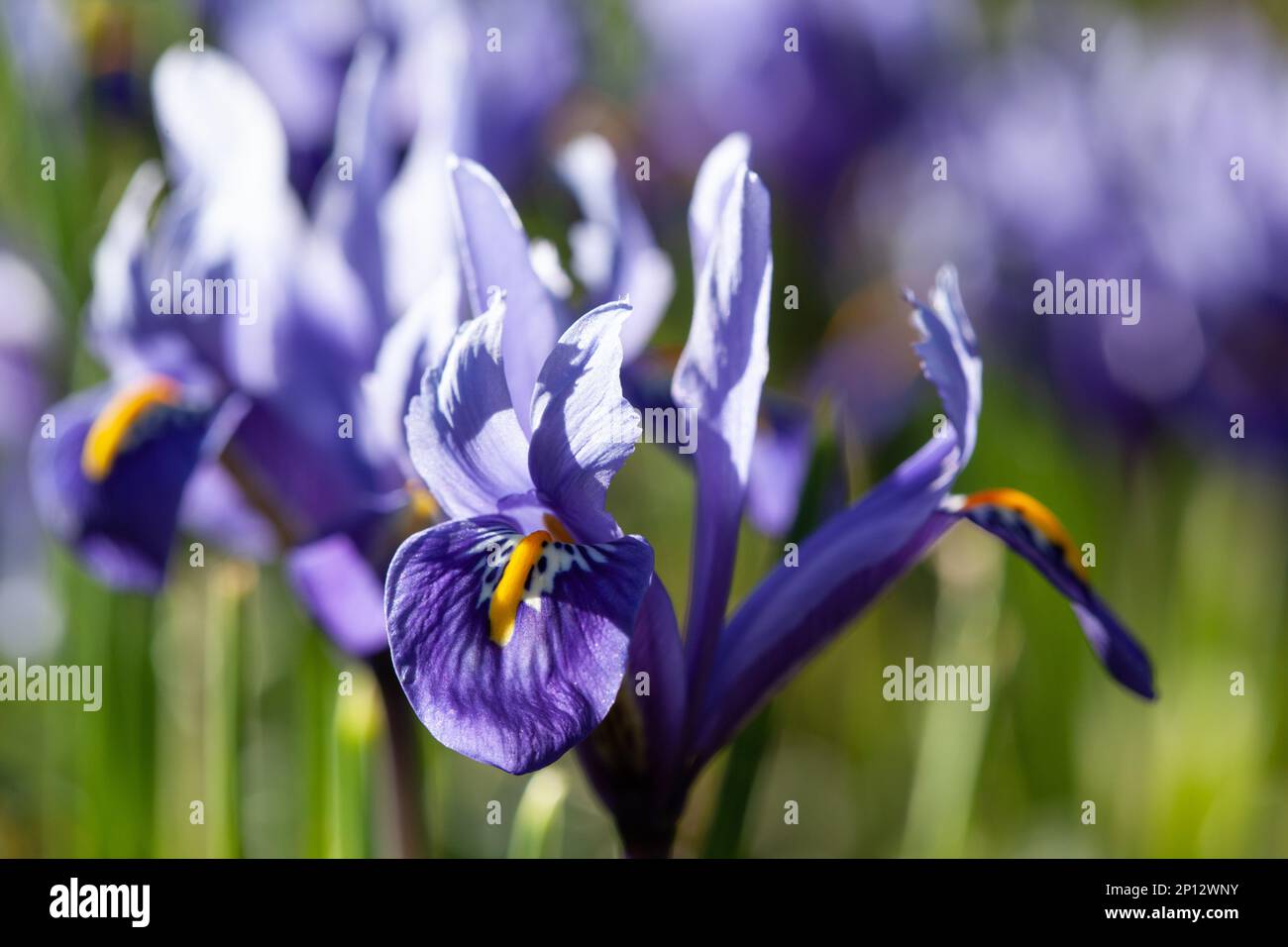 Iris reticulata „Harmony“ wächst Anfang März in einem Londoner Garten. Anna Watson/Alamy Stockfoto