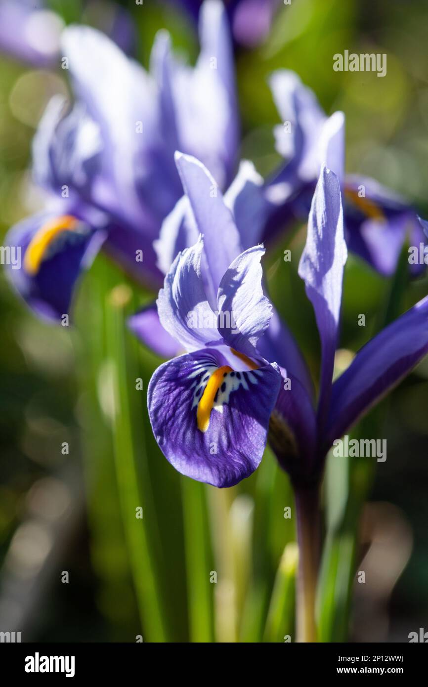 Iris reticulata „Harmony“ wächst Anfang März in einem Londoner Garten. Anna Watson/Alamy Stockfoto