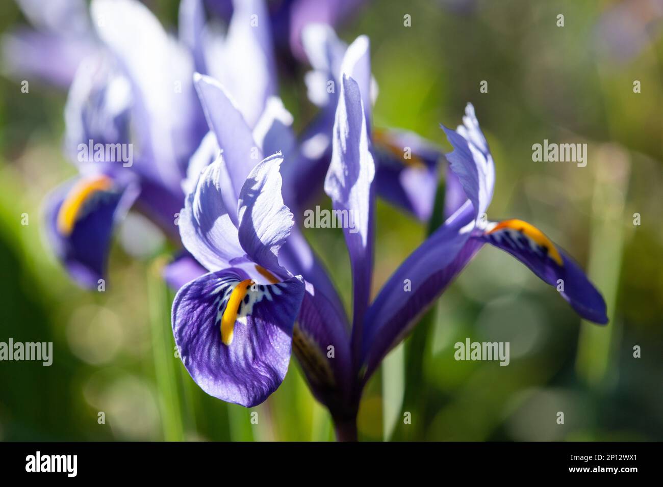 Iris reticulata „Harmony“ wächst Anfang März in einem Londoner Garten. Anna Watson/Alamy Stockfoto