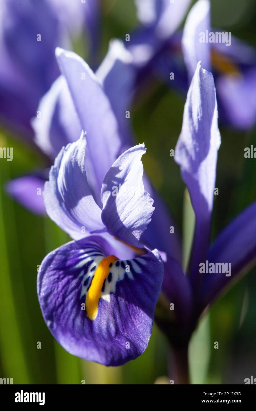 Iris reticulata „Harmony“ wächst Anfang März in einem Londoner Garten. Anna Watson/Alamy Stockfoto