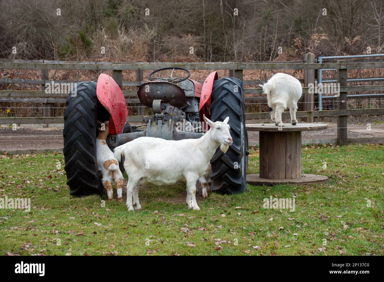 Ziege und ihre Kinder stehen neben einem Traktor Stockfoto