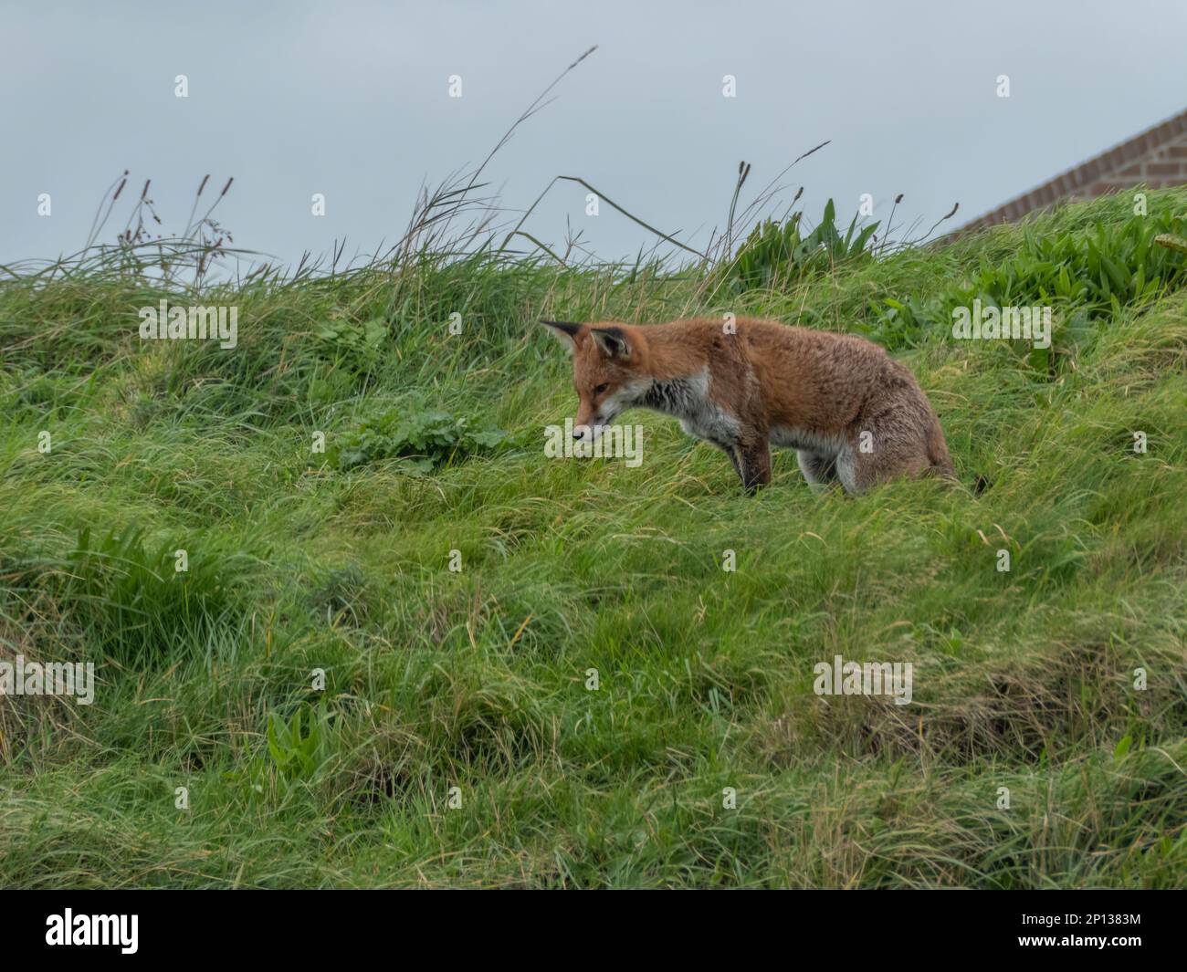 Ein hübscher Rotfuchs, der gleich zuschlägt Stockfoto