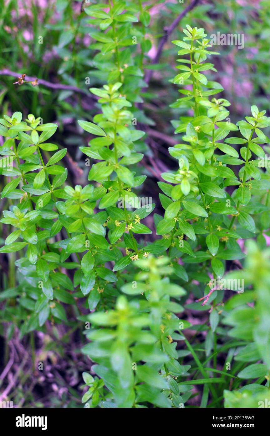 Die wilde Pflanze Cruciata glabra wächst im Frühling im Wald Stockfoto