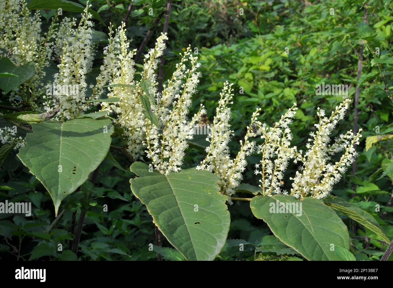Im Sommer wächst die mehrjährige Pflanze Reynoutria in der Natur Stockfoto