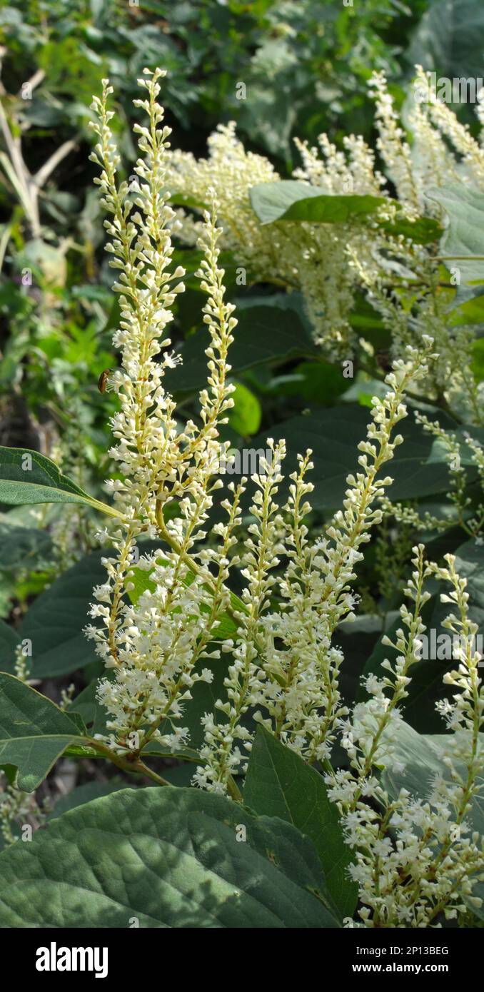Im Sommer wächst die mehrjährige Pflanze Reynoutria in der Natur Stockfoto