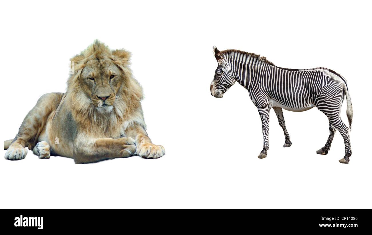 Collage mit einem Löwen und einem Grevy's Zebra Stockfoto
