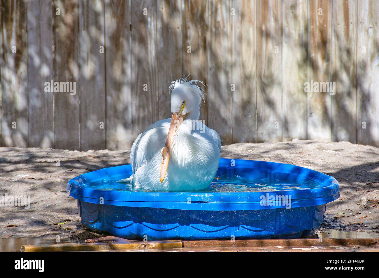 Weißer, schneebedeckter Reiher, der in einem kinderblauen Schwimmbad badet Stockfoto