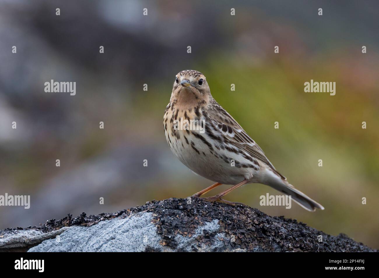 Rotkehlpieper, Rotkehl-Pieper, Anthus cervinus, Rotkehlpieper, Le Pipit à Gorge rousse Stockfoto