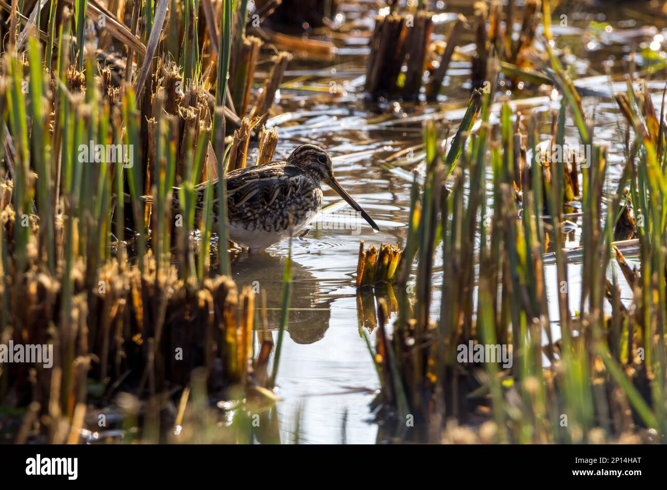 Snipe Gallinago x2, in geschliffenem Schilf langer Schirm, schäbig, kurzer Körper, Augen hoch auf dem Kopf, poliertes, braunes, streifiges Gefieder mit schwarz-weißen Markierungen Stockfoto