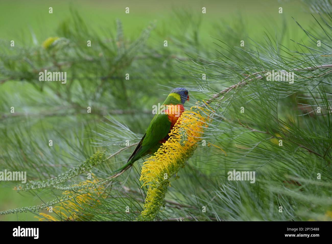 Rainbow Lorikeet füttert die gelben Blumen von Gravillia aus nächster Nähe Stockfoto