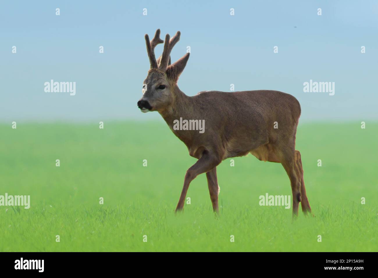 Im Frühling steht ein junger Roebuck auf einem grünen Feld Stockfoto