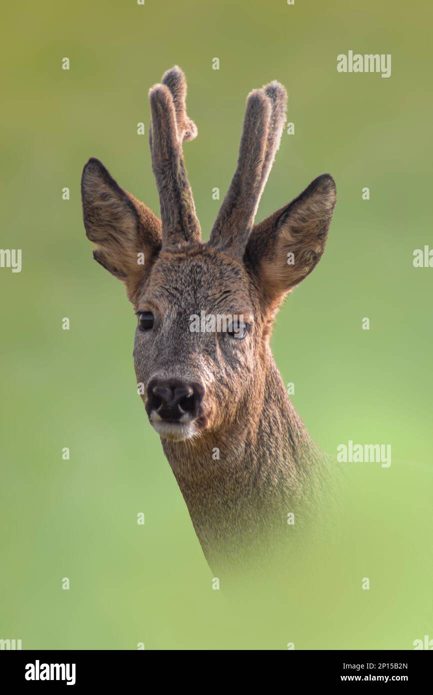Ein Porträt eines hübschen Roebuck im Sommer Stockfoto