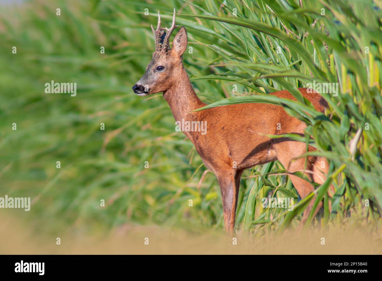 Ein junger Roebuck schaut im Sommer aus einem Maisfeld Stockfoto