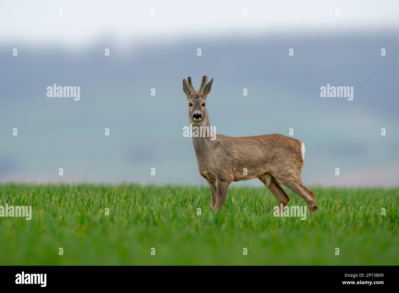 Im Frühling steht ein junger Roebuck auf einem grünen Feld Stockfoto