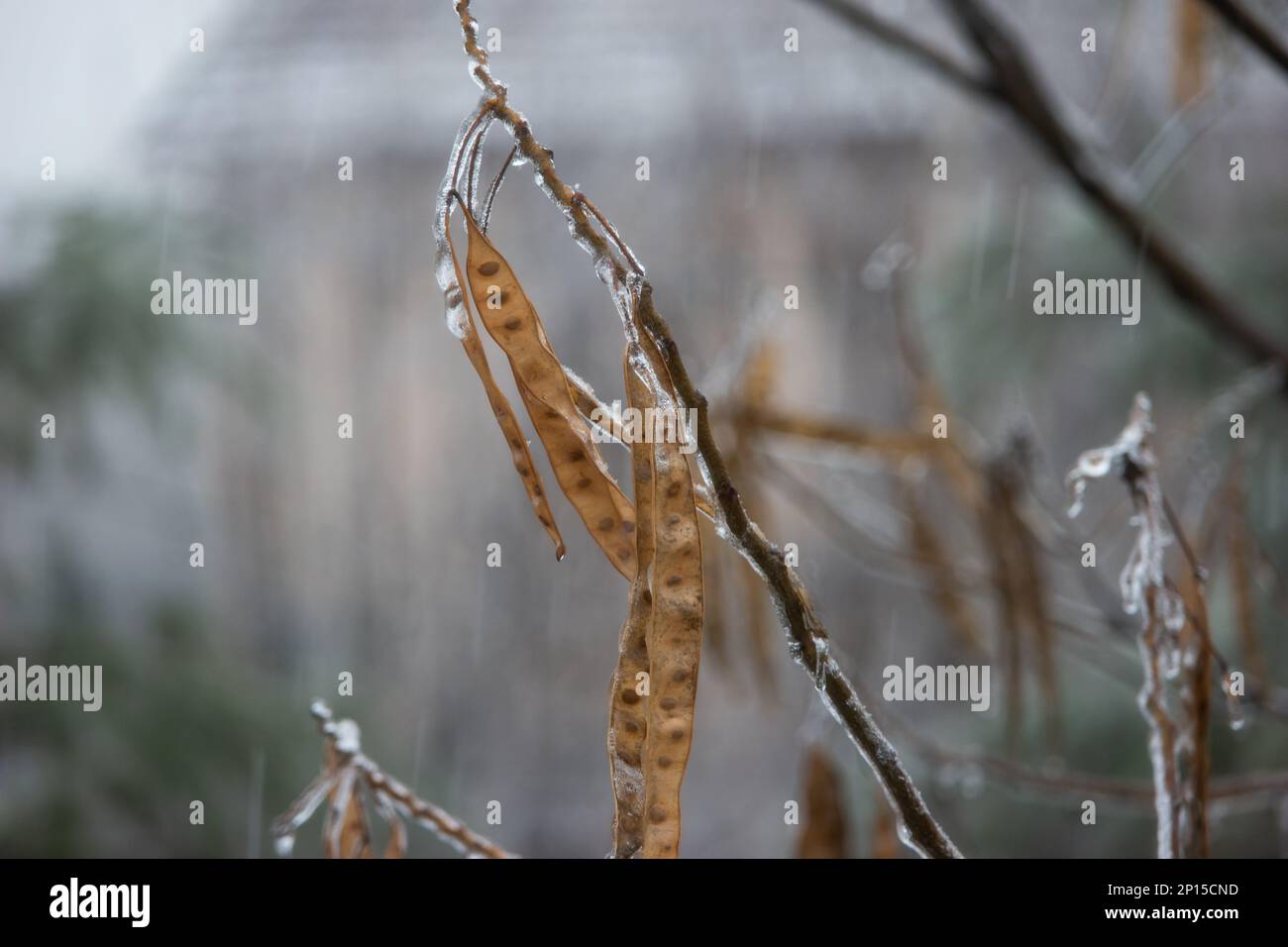 Gefrorenes Regenwasser auf den Ästen der Bäume mit braunen, frostbedeckten Hülsen. Eiszapfen hängen an Zweigen. Stockfoto