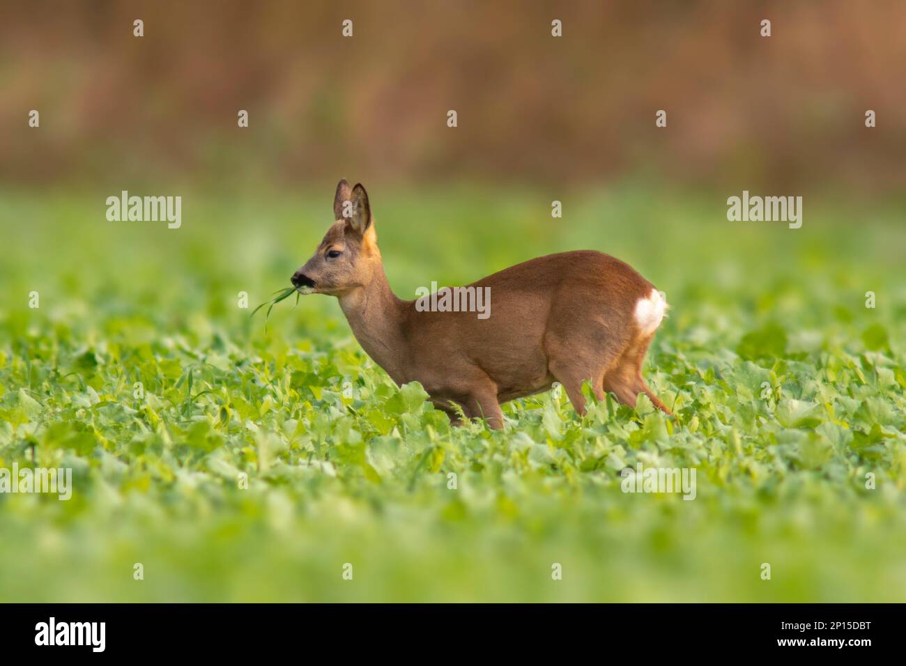 Im Frühling steht ein junger Roebuck auf einem grünen Feld Stockfoto