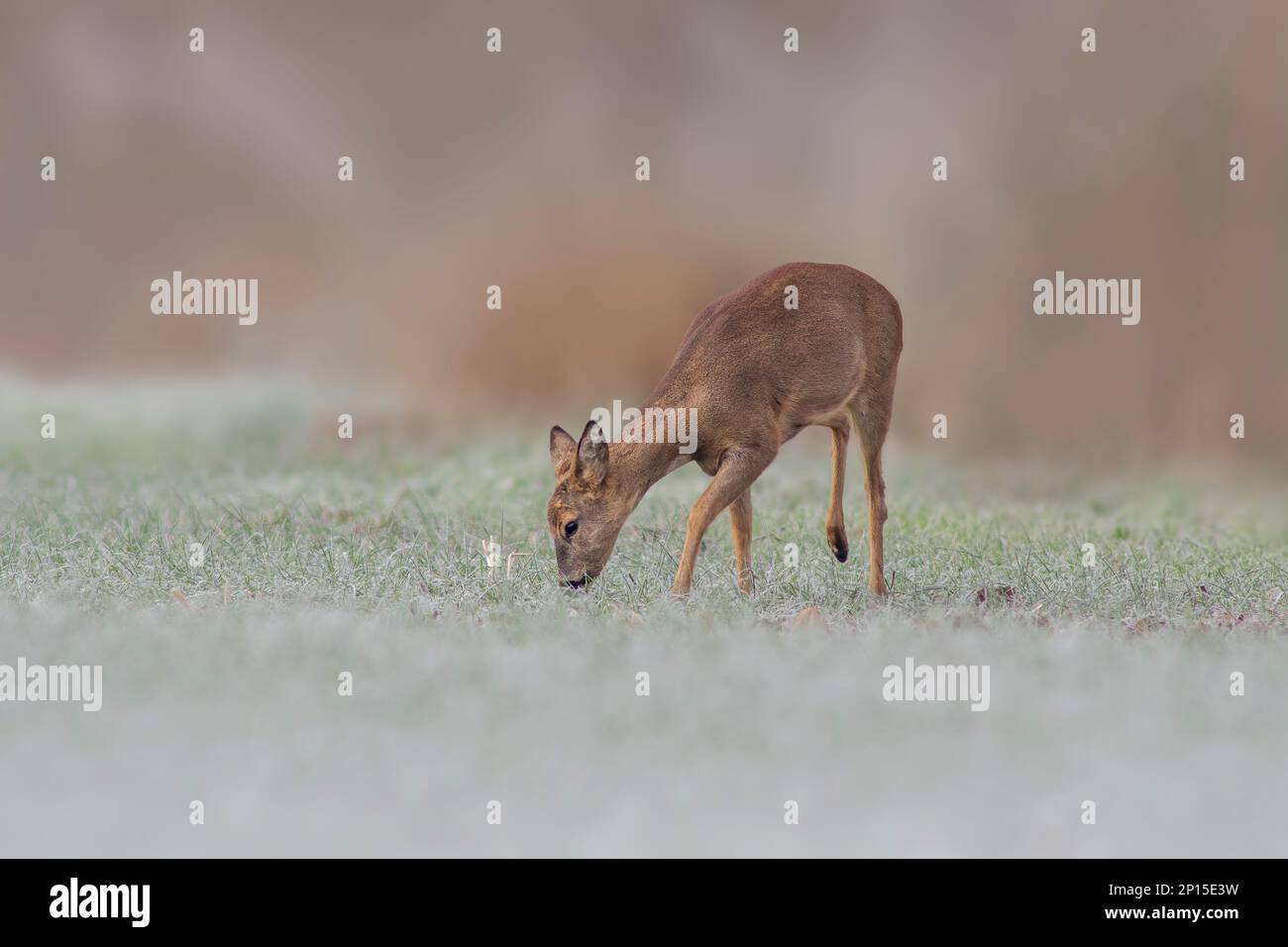 Ein erwachsenes Reh steht im Winter auf einem gefrorenen Feld Stockfoto