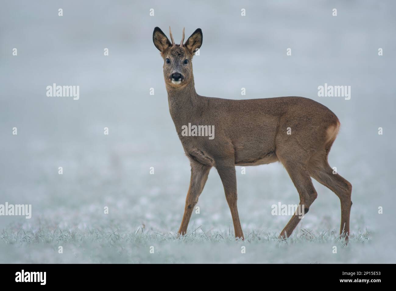 Ein junger Roebuck steht im Winter auf einem verschneiten Feld Stockfoto