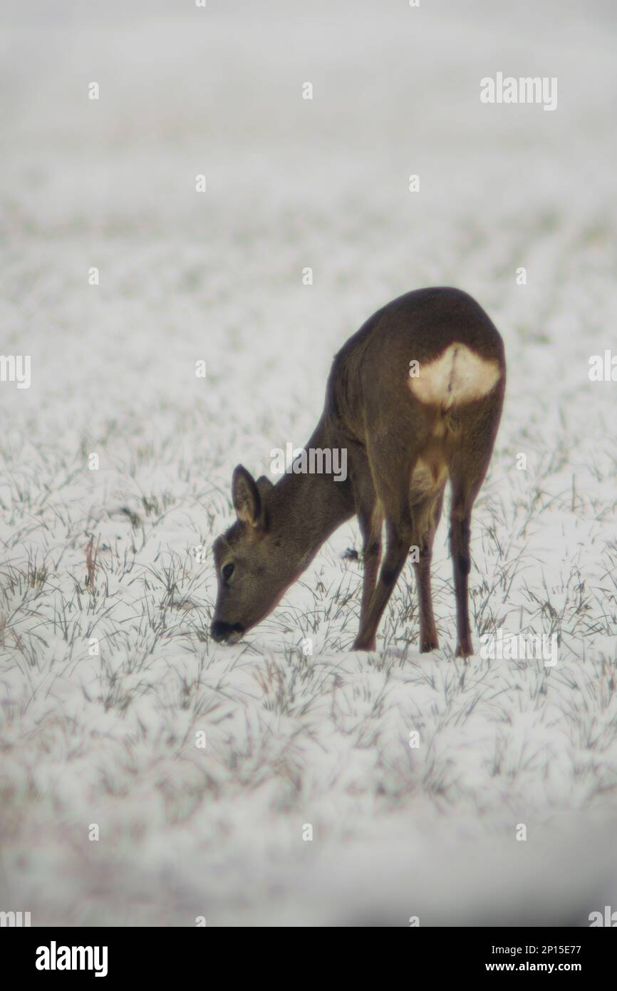 Ein junger Roebuck steht im Winter auf einem verschneiten Feld Stockfoto