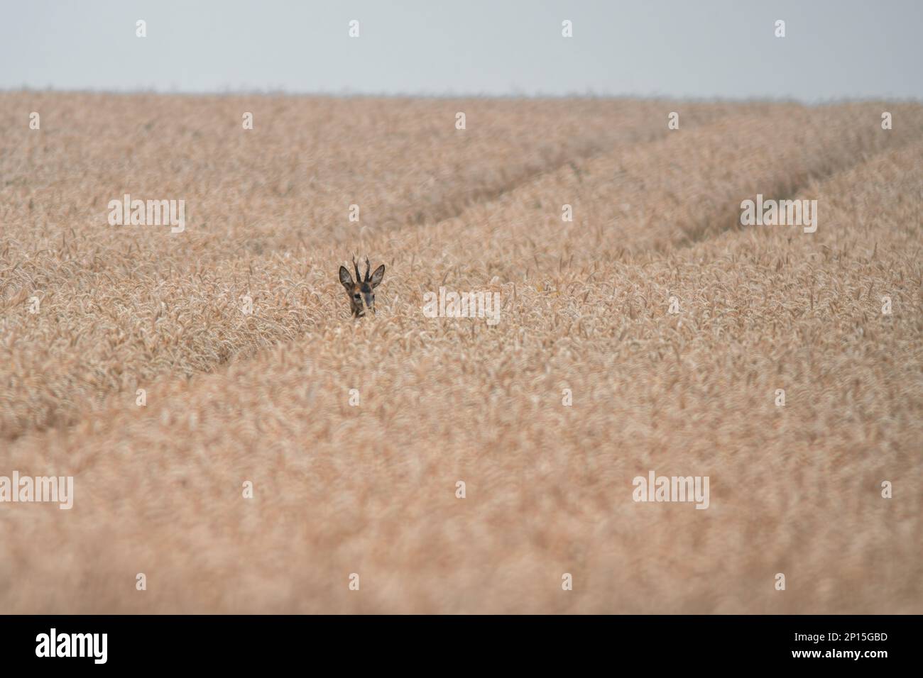 Ein junger Roebuck, der im Sommer aus einem Weizenfeld schaut Stockfoto