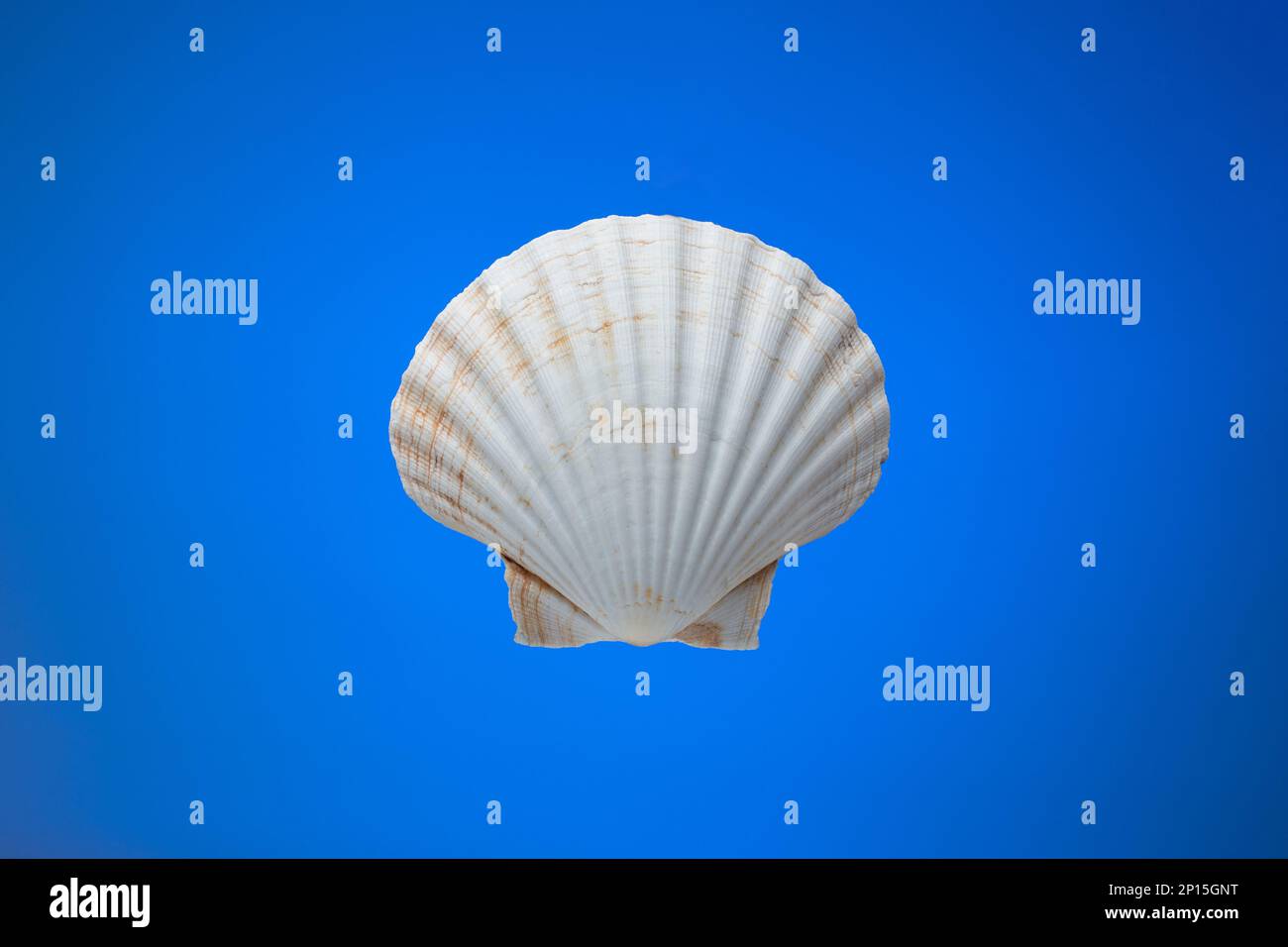 Leere weiße Meeresmuschel. Nahaufnahme des Studios, isoliert auf blauem Hintergrund. Stockfoto