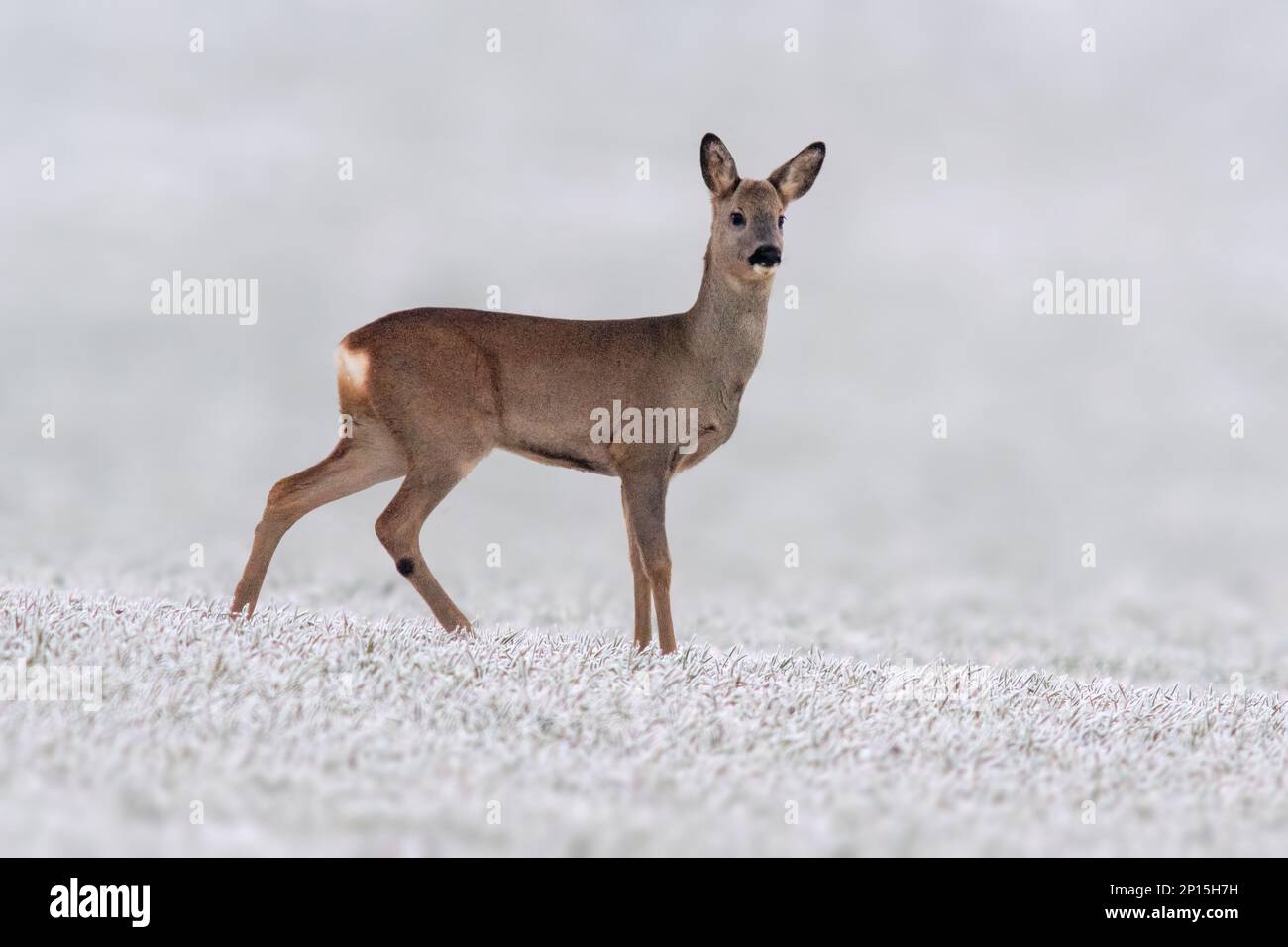 Ein junger Roebuck steht im Winter auf einem verschneiten Feld Stockfoto