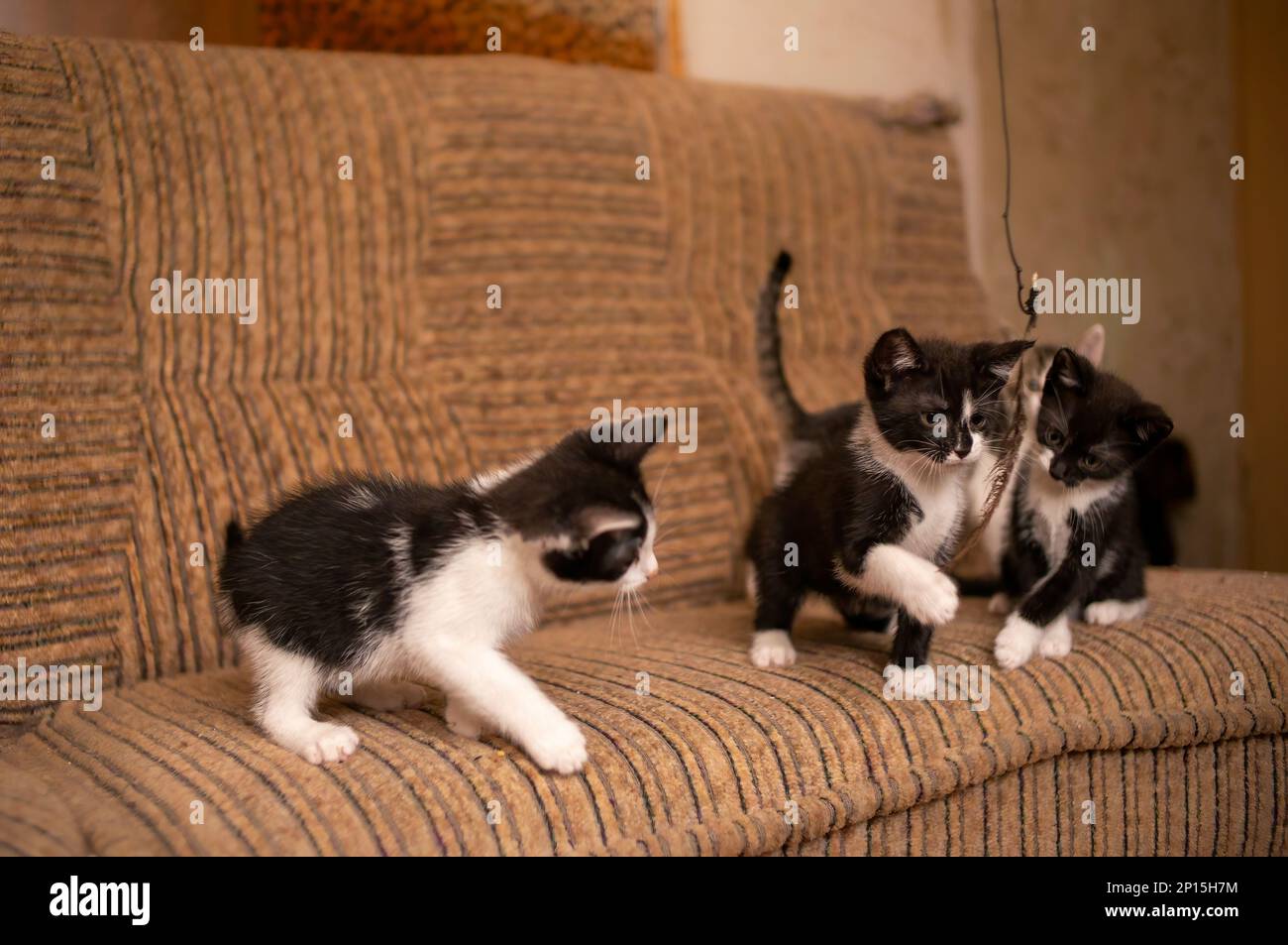 Verspielte junge Kätzchen, die Geschwister herumschleppen Stockfoto