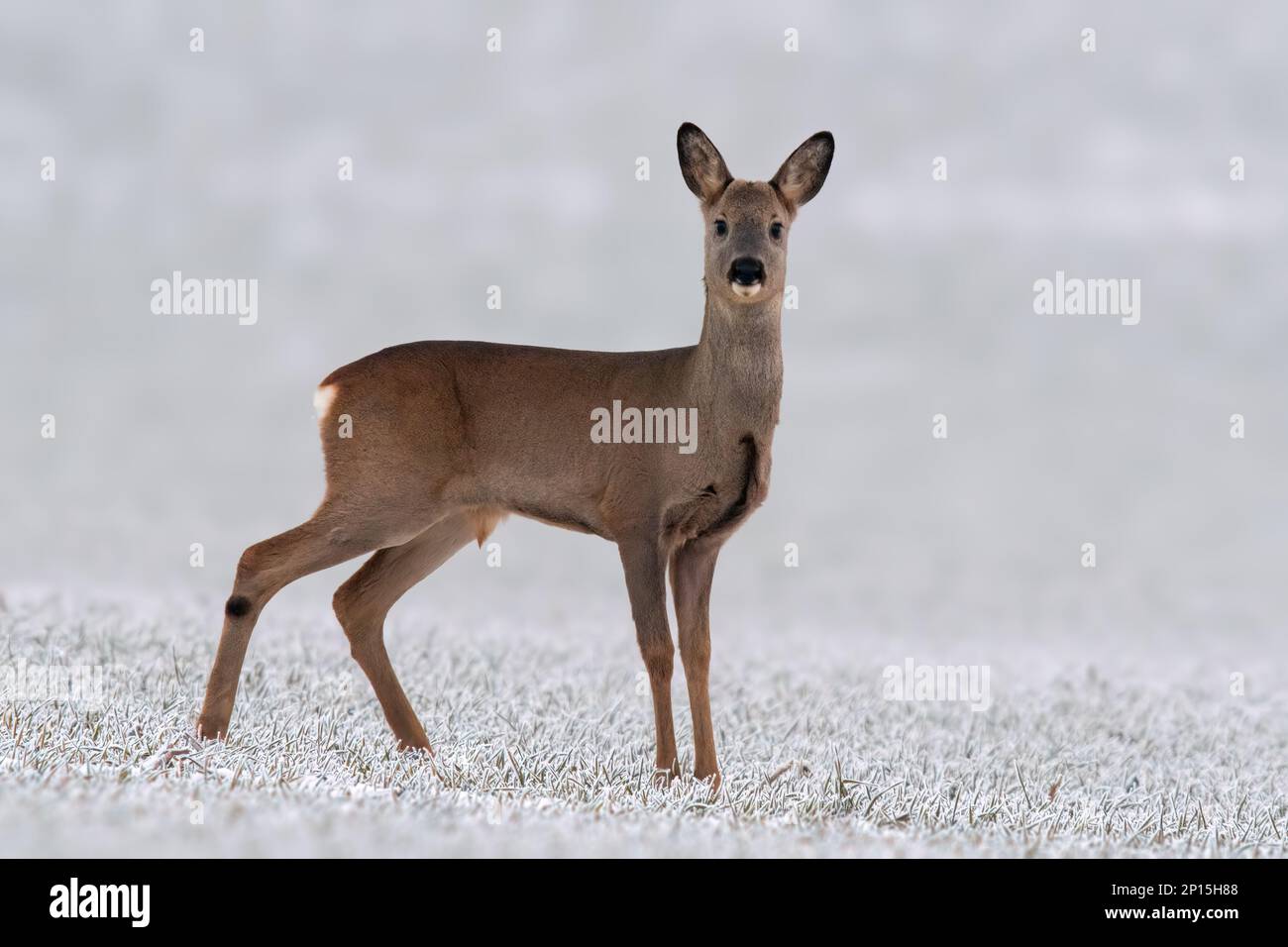 Ein junger Roebuck steht im Winter auf einem verschneiten Feld Stockfoto