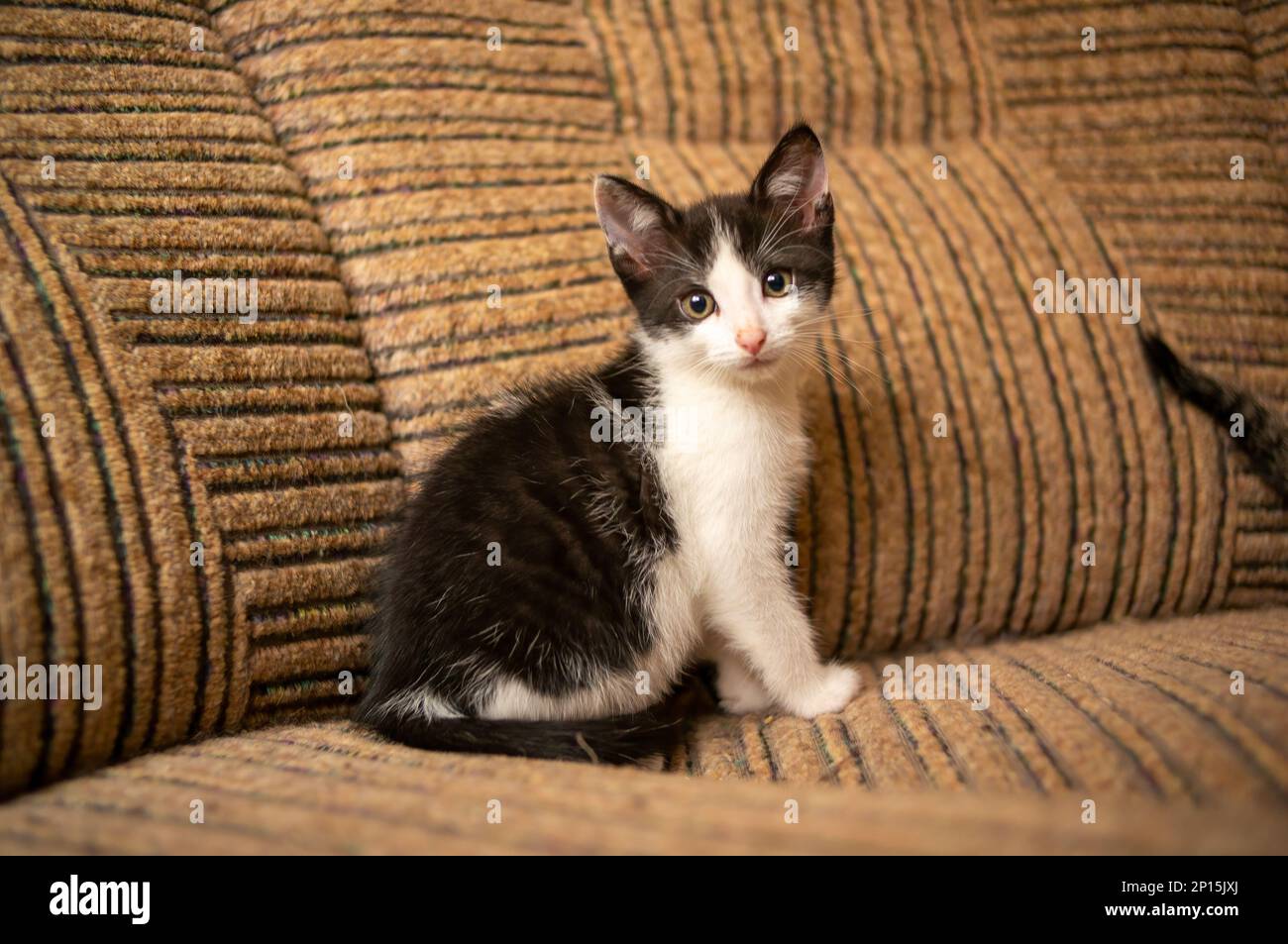 Ein junges, süßes Kätzchen schaut aus Neugier in die Kamera Stockfoto