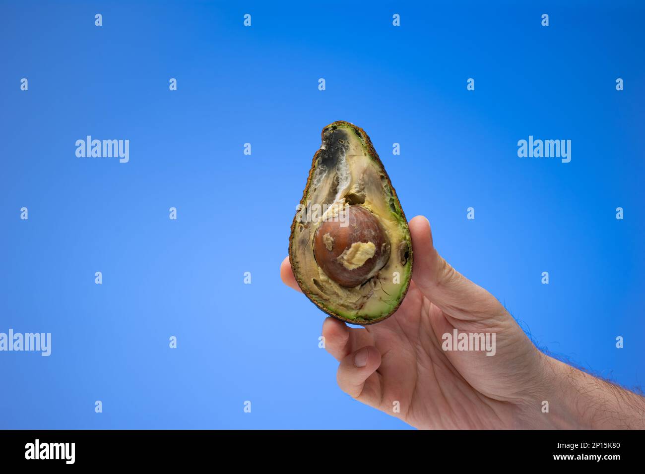 Verdorbene, verdorbene, überreife Avocadofrüchte, in zwei Hälften geschnitten, in der Hand gehalten, mein Männchen. Nahaufnahme des Studios, isoliert auf blauem Hintergrund. Stockfoto