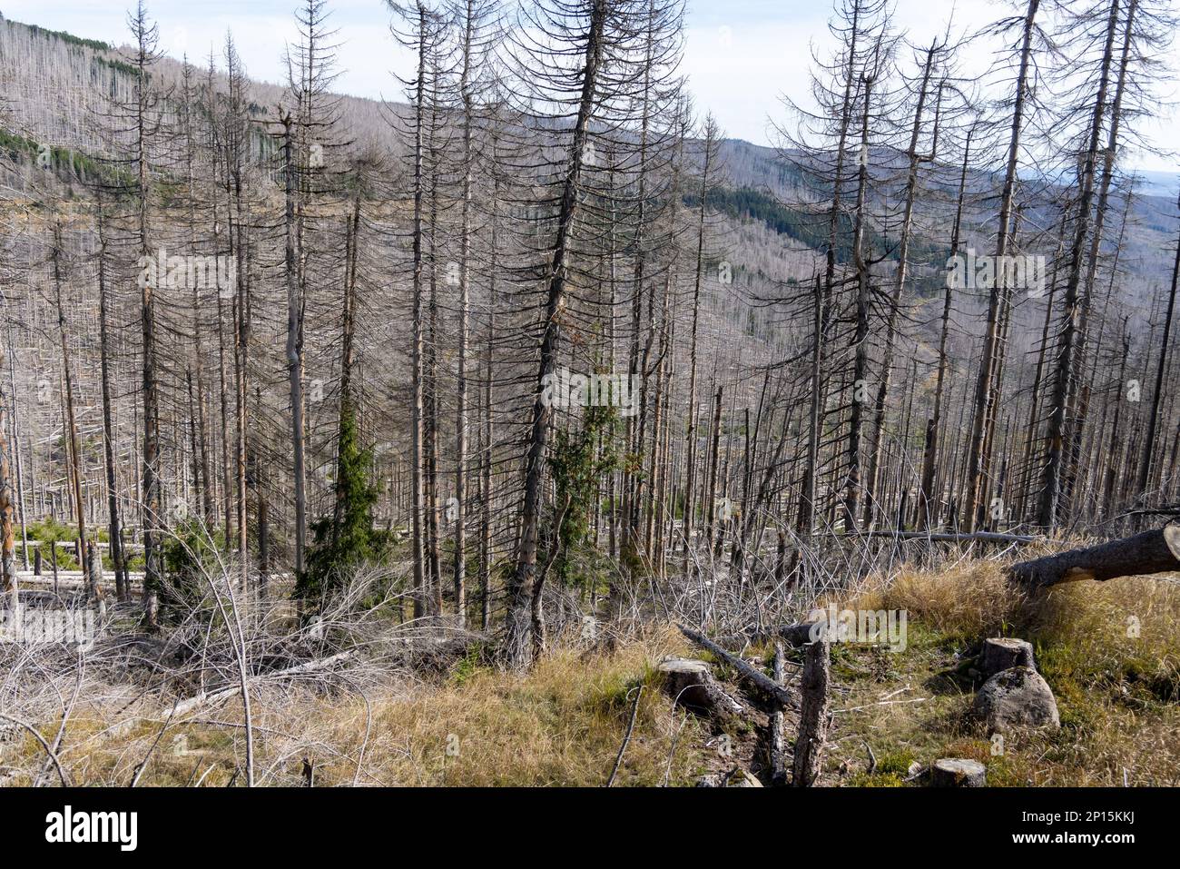 toter Harzer Wald Waldsterben durch Borkenkäfer Stockfoto