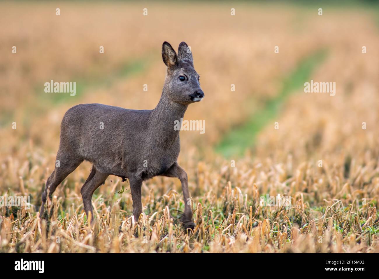 Ein wunderschönes Hirsch, das im Herbst auf einem geernteten Feld steht Stockfoto
