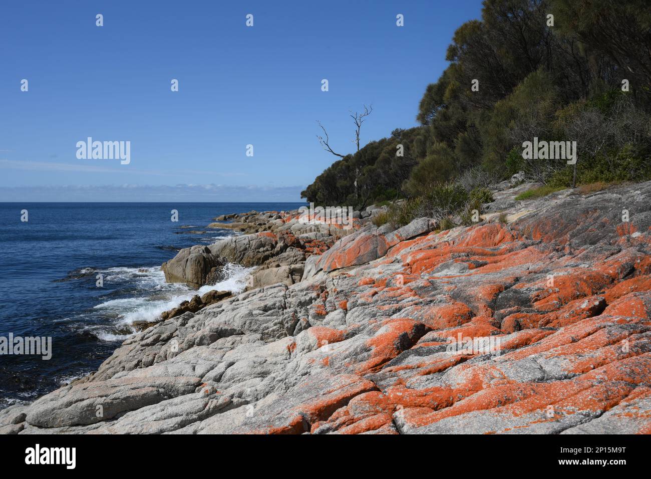 Leuchtende orangefarbene Felsen an der Küste und Waldweg zum Skeleton Point. Binalong Bay, Tasmanien Stockfoto