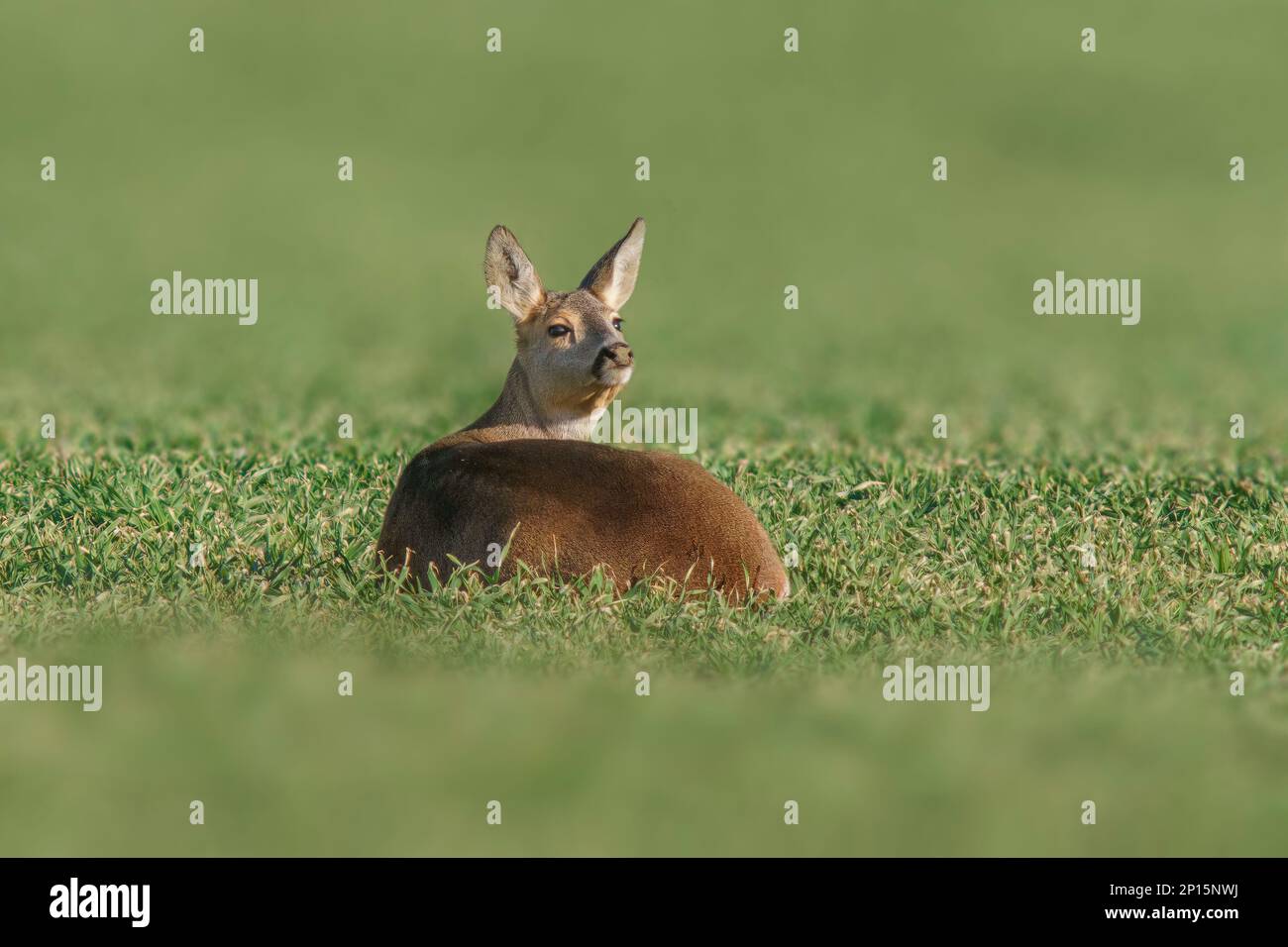 Im Frühling sitzt ein schönes Reh auf einem grünen Feld Stockfoto