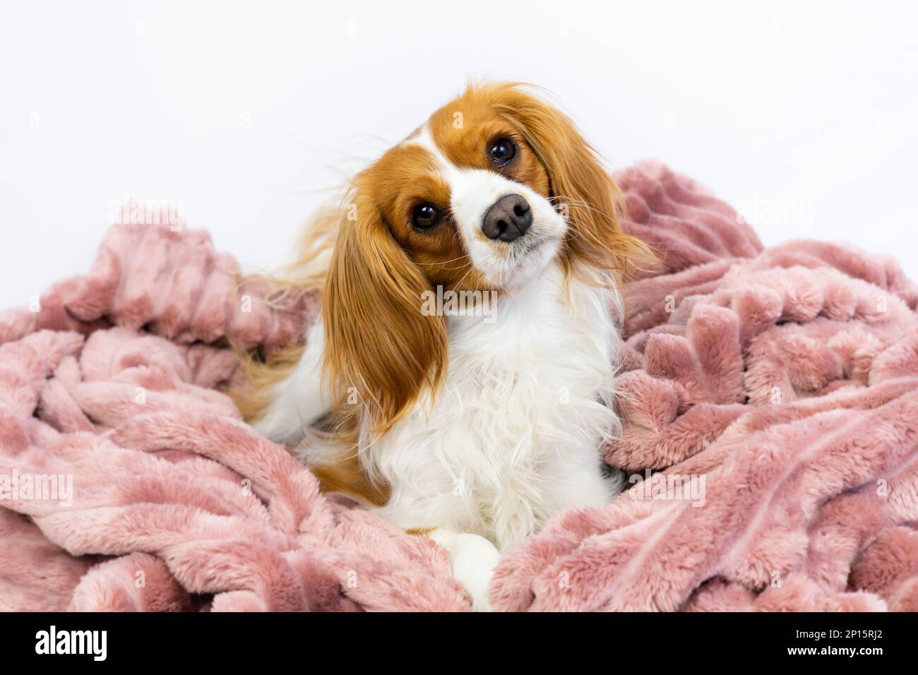 Bezaubernder einheimischer Kavalier König Charles Spaniel Haustier. Süße weibliche Hündin sitzt süß in einer flauschigen rosa Decke als Bett. Hündchen im Studio mit weißem Hintergrund Stockfoto