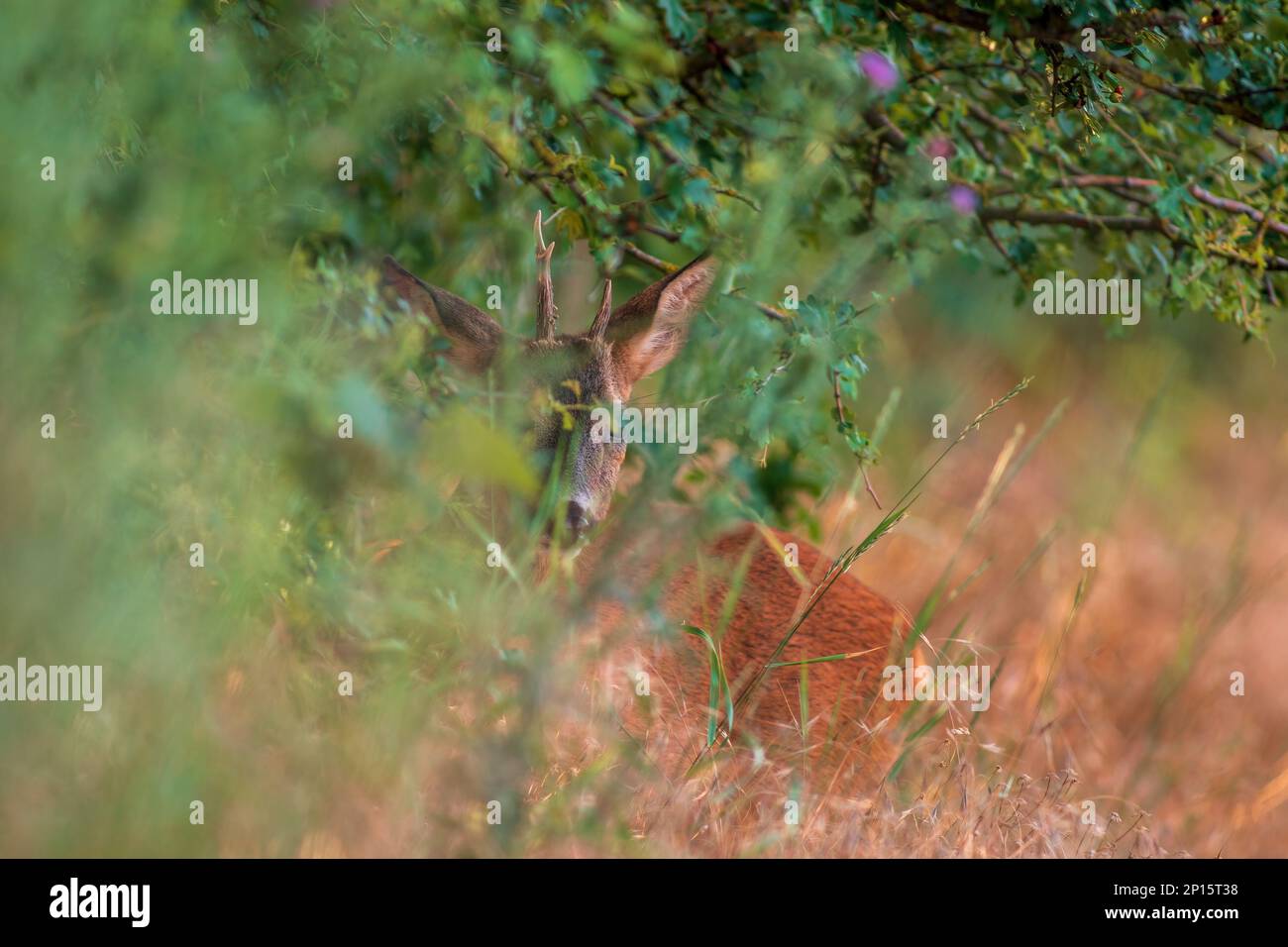 Ein junger Roebuck versteckt sich im Sommer auf einer Wiese Stockfoto
