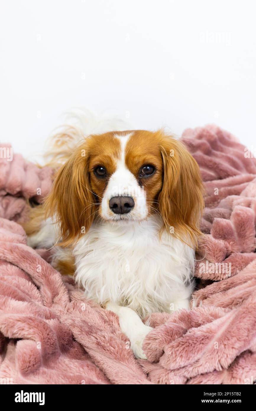 Bezaubernder einheimischer Kavalier König Charles Spaniel Haustier. Süße weibliche Hündin sitzt süß in einer flauschigen rosa Decke als Bett. Hündchen im Studio mit weißem Hintergrund Stockfoto
