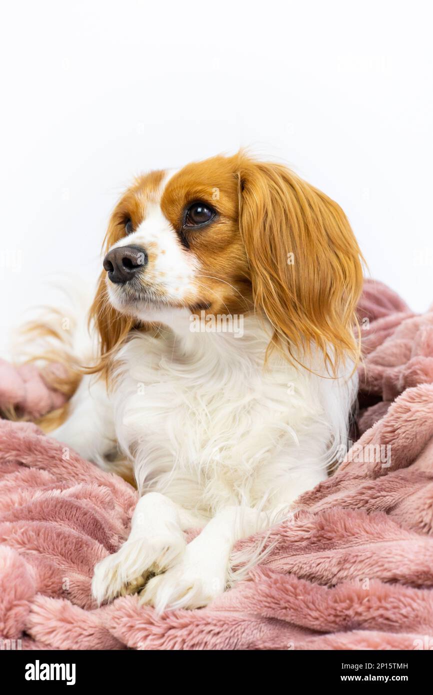 Bezaubernder einheimischer Kavalier König Charles Spaniel Haustier. Süße weibliche Hündin sitzt süß in einer flauschigen rosa Decke als Bett. Hündchen im Studio mit weißem Hintergrund Stockfoto