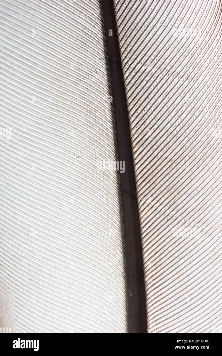 Makroaufnahme mit weißer Hintergrundtextur. Stockfoto