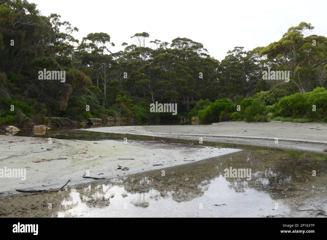 Lagune und subtropischer Regenwald am Strand an der Doo Town Pirates Bay Eaglehawk Neck Tasman Halbinsel Stockfoto