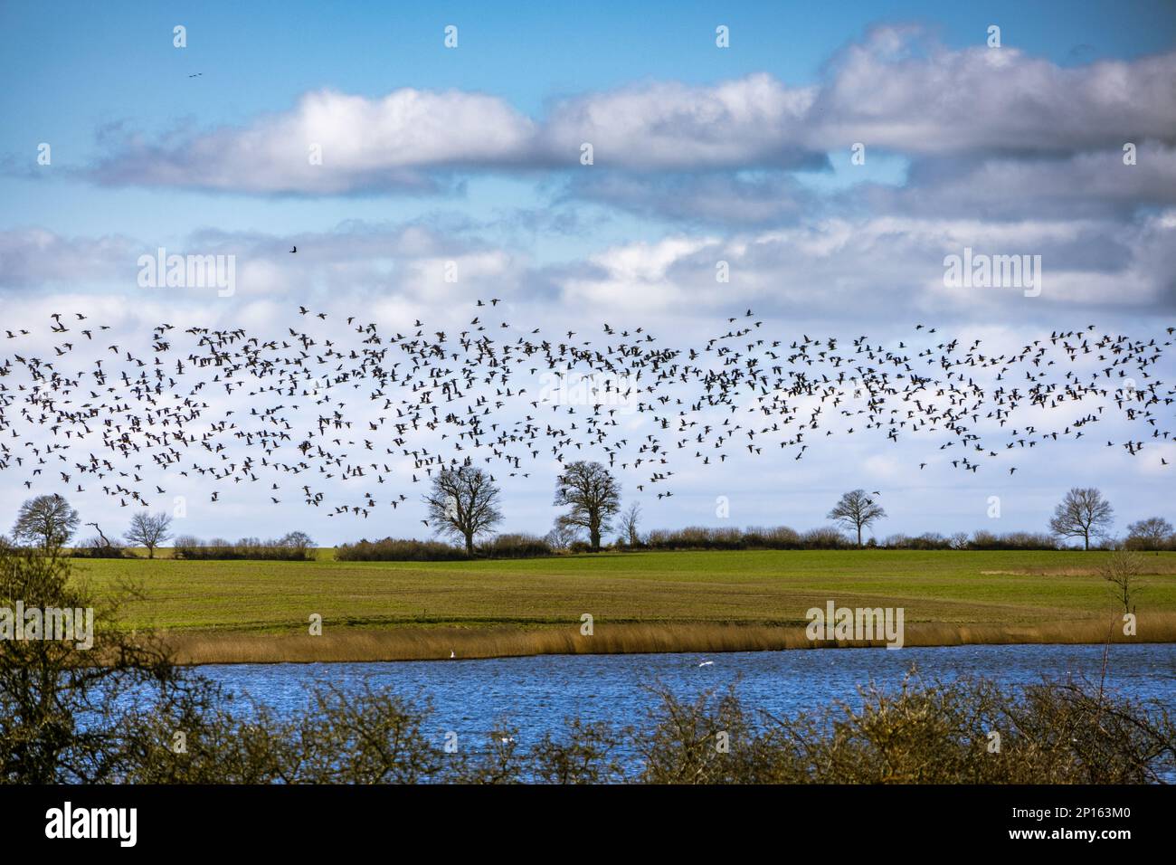 Die Vögel kehren zum Frühling zurück Stockfoto