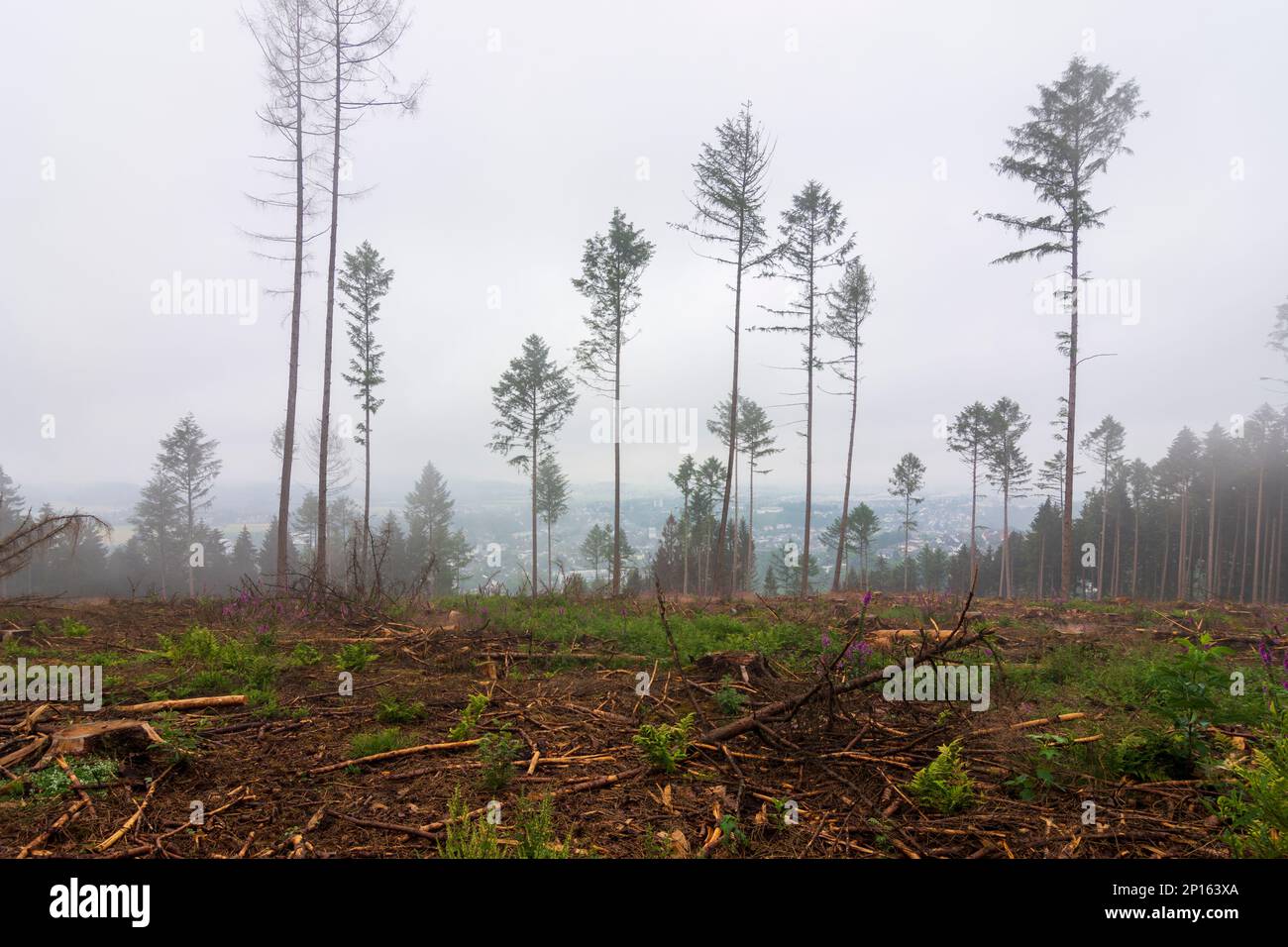 Attendorn: Rothaargebirge (Rothaar-Gebirge), Rodung durch Rindenkäfer, Nebel, Naturpark Sauerland-Rothaargebirge in Sauerland, Nordrhein-West Stockfoto