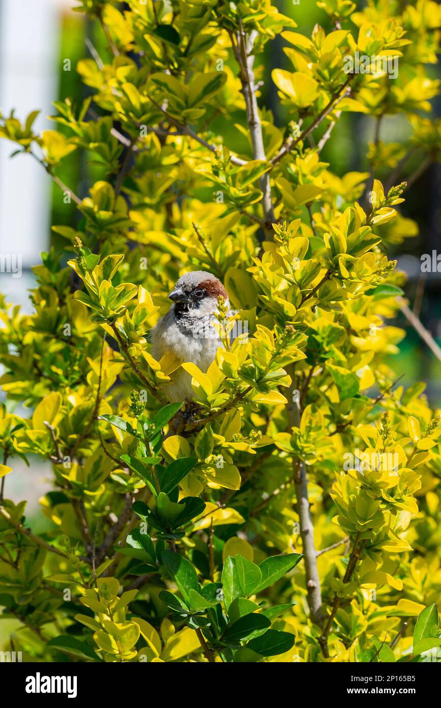 Hausspatz oder Passer domesticus. Es ist ein Vogel der Sperlingsfamilie Passeridae, Sperling ist in den meisten Teilen der Welt zu finden Stockfoto
