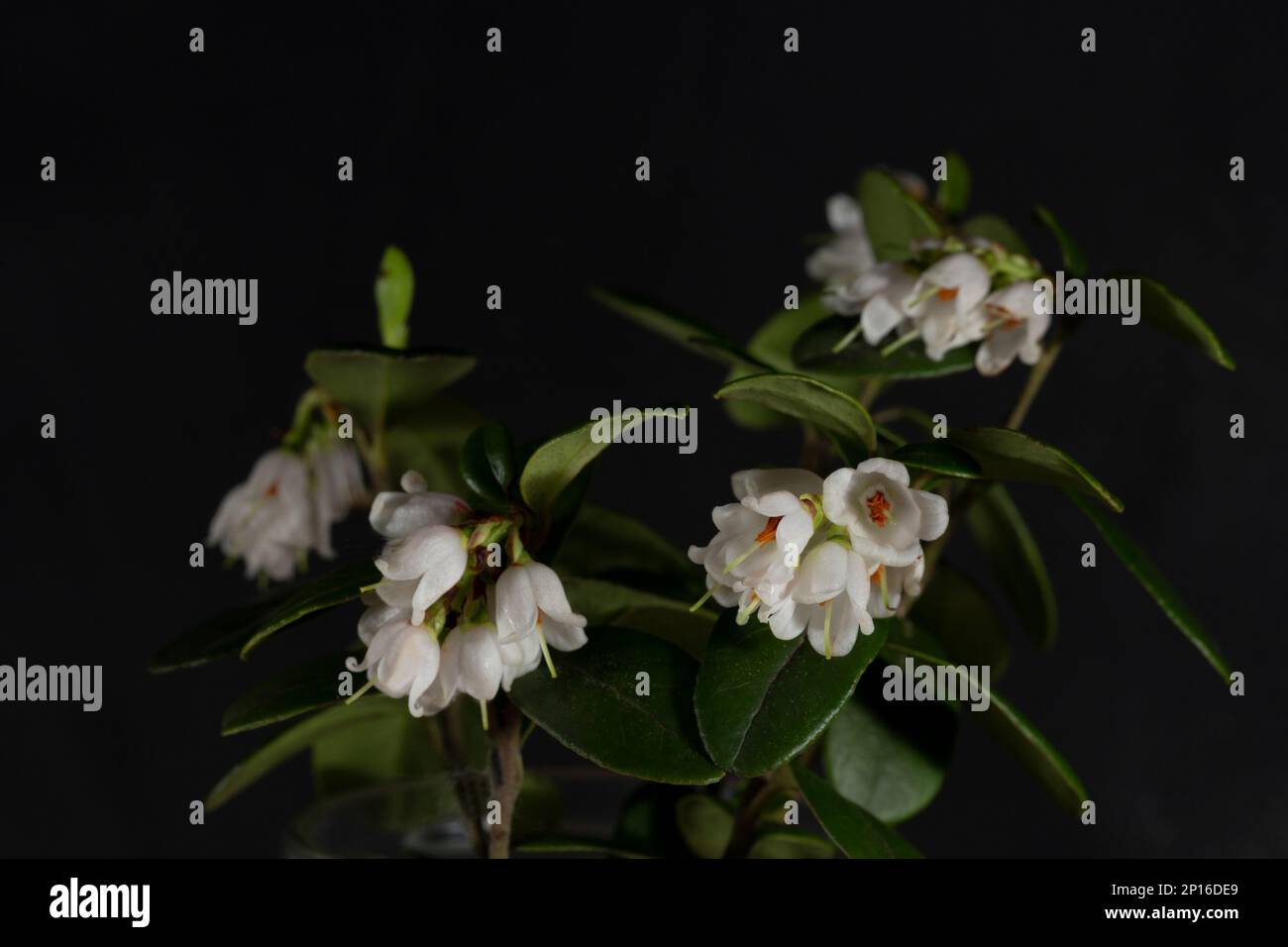 Weiße kleine Waldlingbeerblüten auf schwarzem Hintergrund, selektiver Fokus, Blumenhintergrund Stockfoto