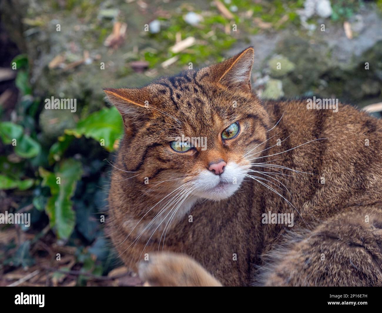 Europäische Wildkatze Felis silvestris silvestris Stockfoto