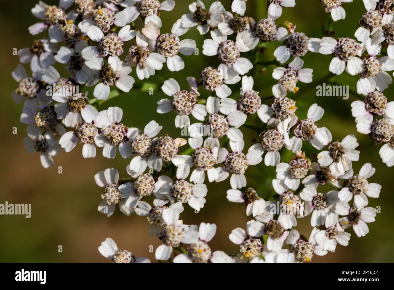 Seearsch Achillea millefolium Weiße Blüten, blumiger Hintergrund grüne Blätter. Schafgartenmuster, Draufsicht von Milfoil. Medizinisch organisch natürlich Stockfoto