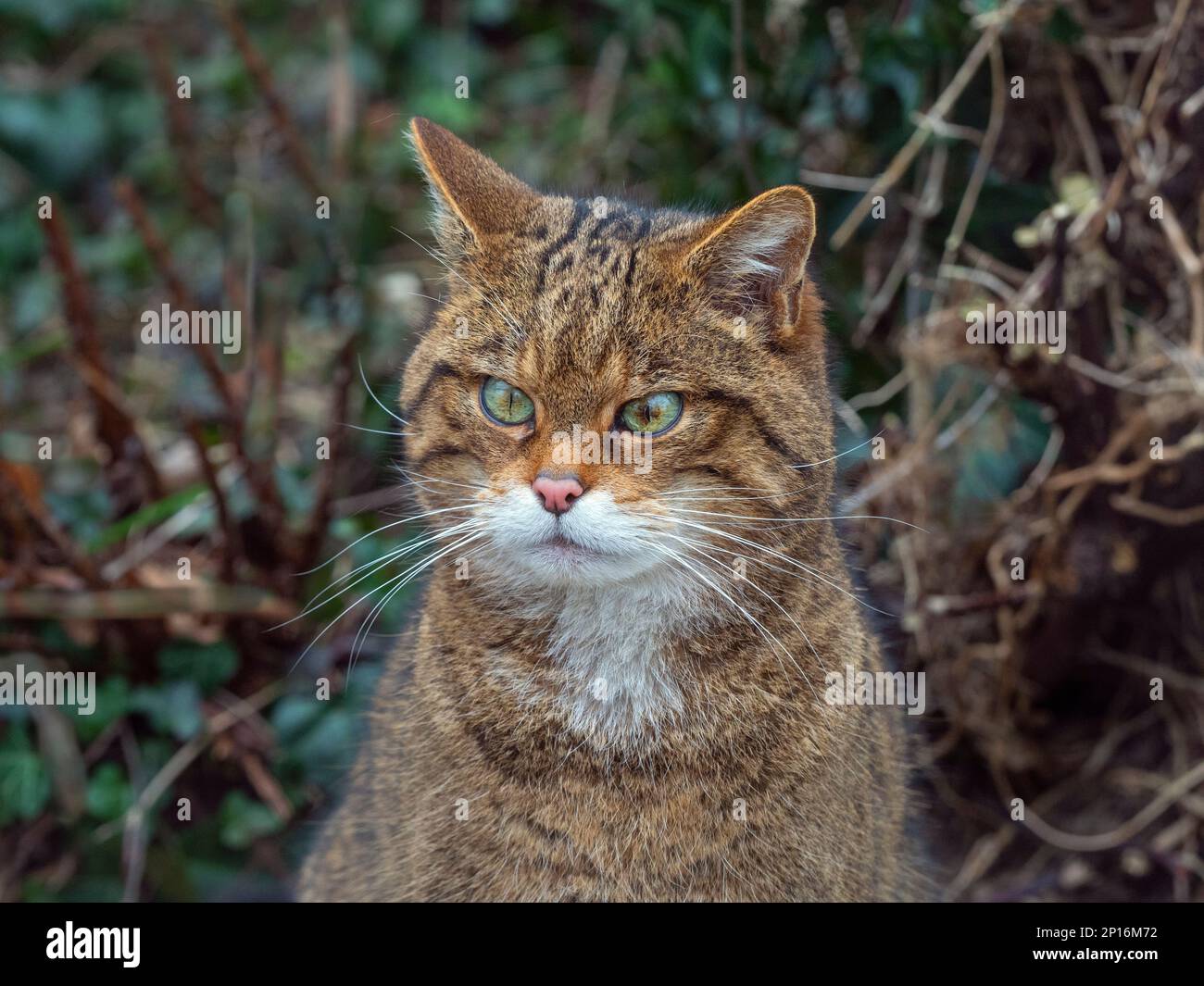 Europäische Wildkatze Felis silvestris silvestris Stockfoto