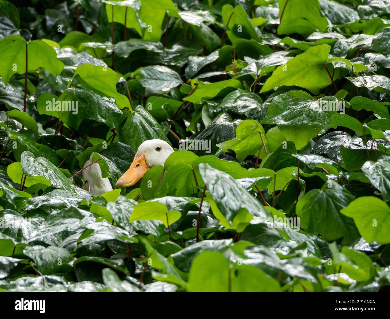 Weiße Ente sitzt im Grünen. Der Nutzvogel versteckte sich in Blättern, um seine Eier zu schlüpfen. Grüne Blätter sind vom Regen nass. Stockfoto