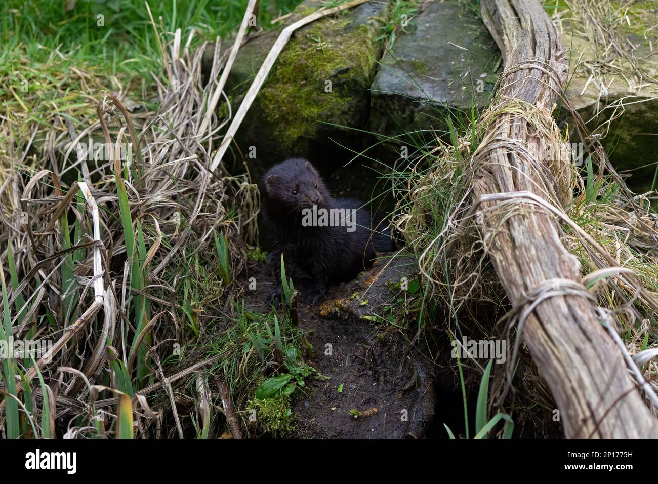 Amerikanische Nerz-Mustela-Vision Stockfoto